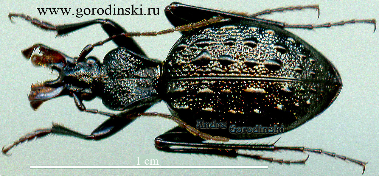 http://www.gorodinski.ru/carabidae/Cychrus marcilhaci marcilhaci.jpg